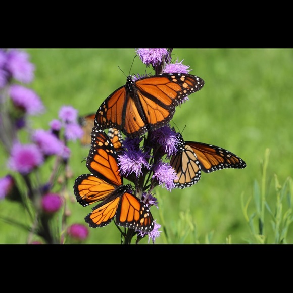 Meet your Posher, Bianca - Picture 4 of 4